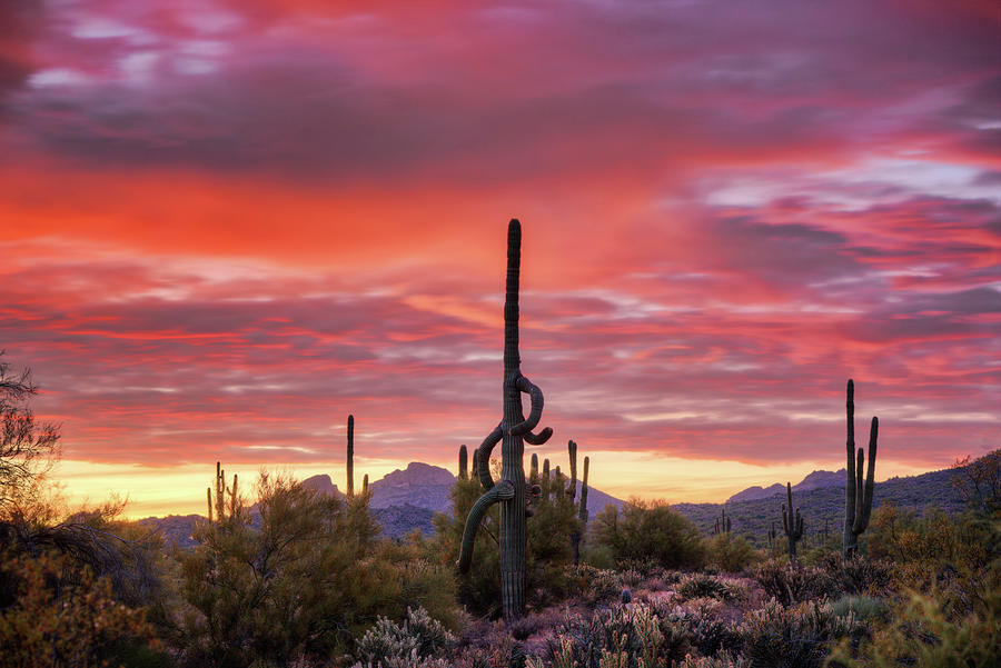 A Pink Kissed Sonoran Sunrise  Photograph by Saija Lehtonen