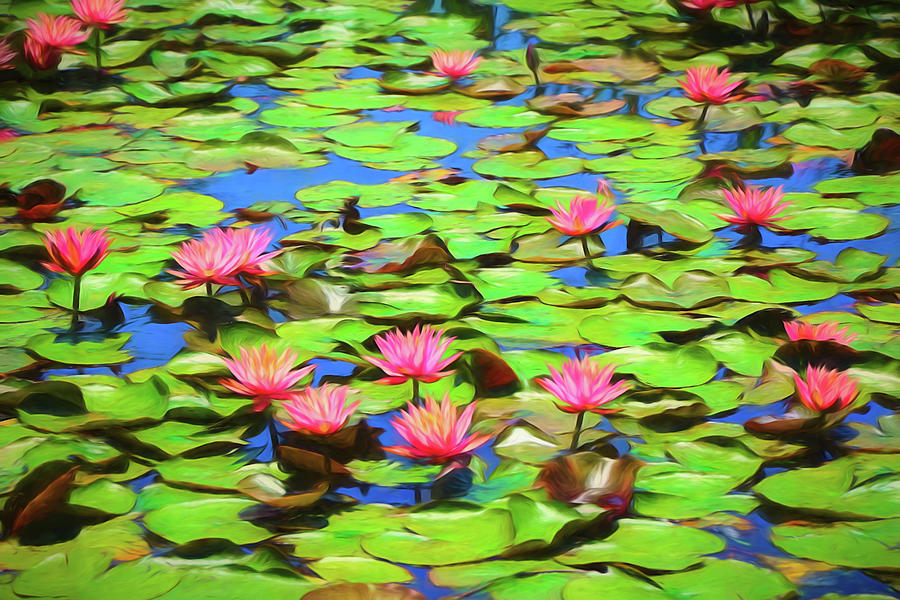 lotus pond