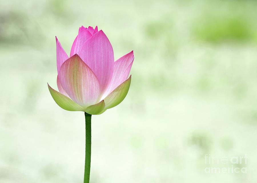 A Pink Lotus Photograph by Sabrina L Ryan