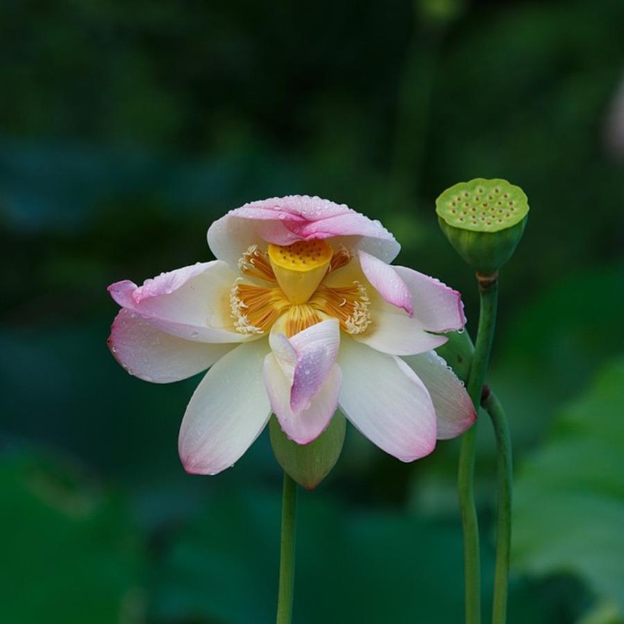 Flowers Still Life Photograph - A Pink #lotus Still Standing Strong by Mohamed Nizam