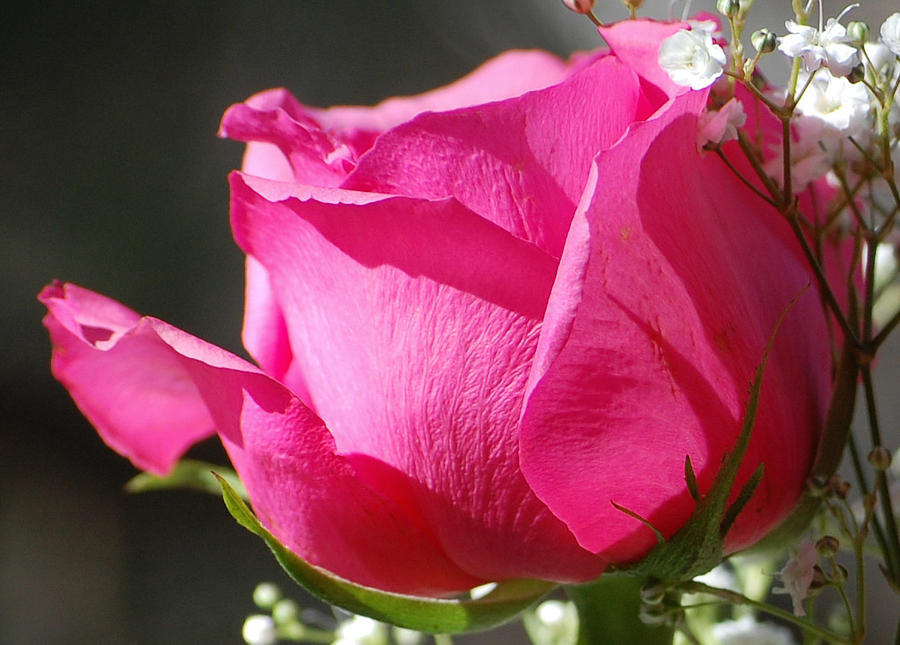 A Pink Rose Photograph by Barbara J Blaisdell
