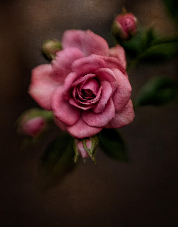 Nature Photograph - A Pink Rose by David and Carol Kelly