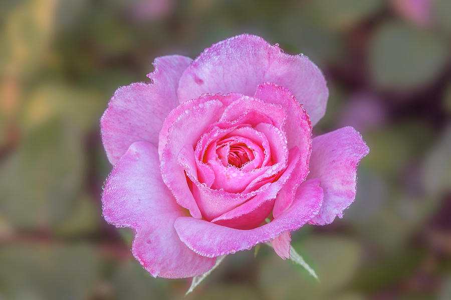 A pink rose kissed by morning dew. Photograph by Usha Peddamatham