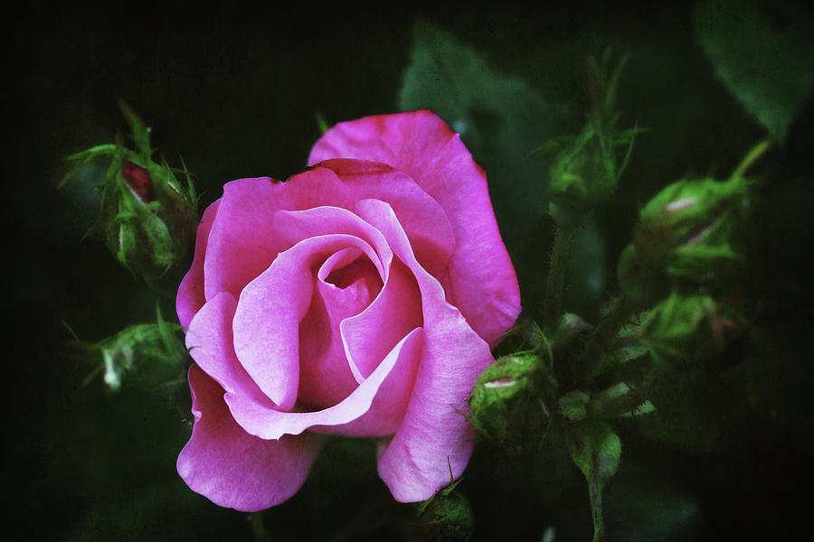 A Pink Rose Photograph by Trina Ansel - Fine Art America