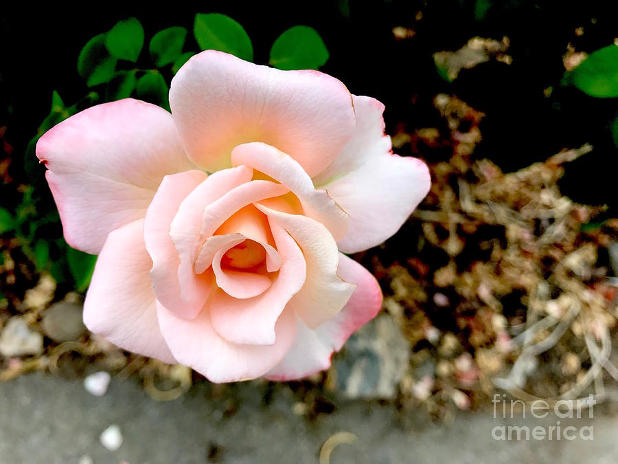 A pink rose Photograph by Wonju Hulse