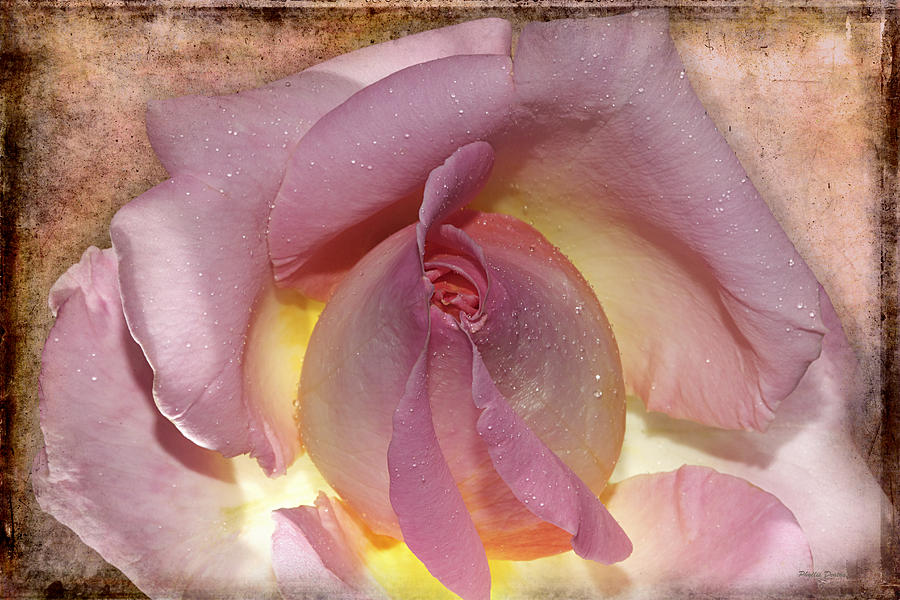A Pink Rosebud Photograph by Phyllis Denton