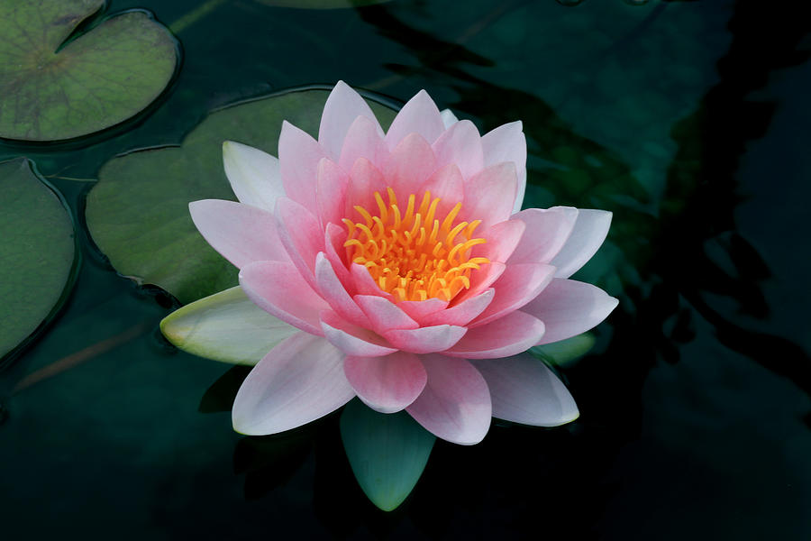 A Pink Waterlily Photograph by Marcia Burns Roark - Fine Art America