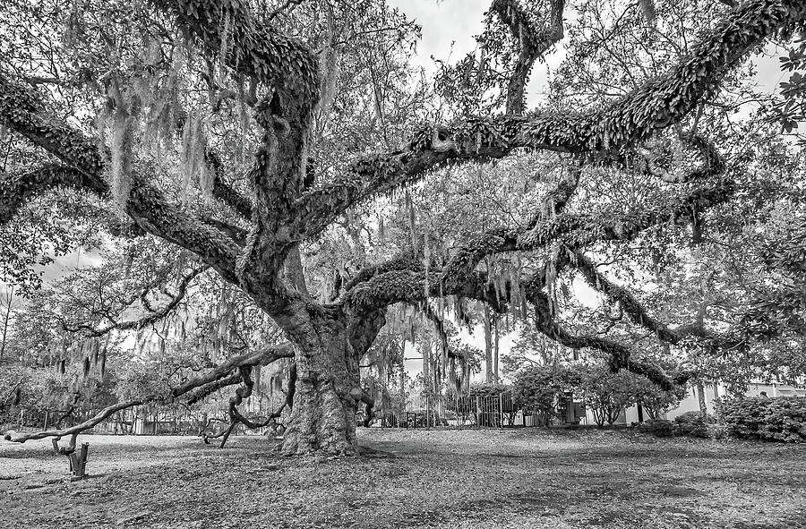 New Orleans Photograph - A Place For Dying monochrome by Steve Harrington