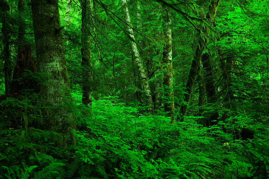 A place in the forest Photograph by Jeff Swan - Fine Art America