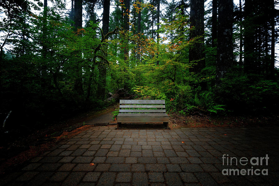 A Place to Sit and Ponder Photograph by Steve Triplett