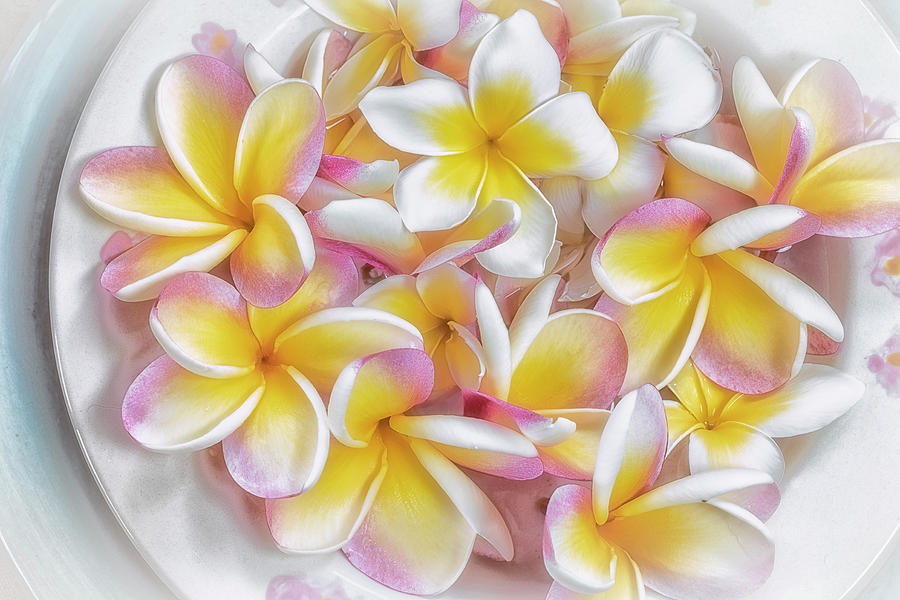 A Plate of Plumerias Photograph by Jade Moon