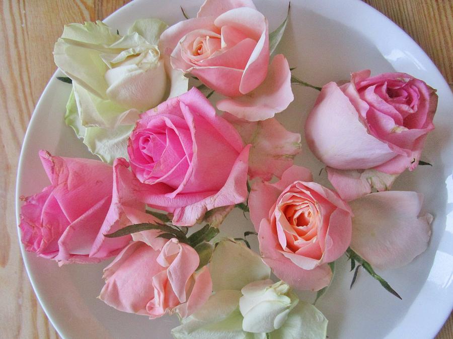 A plate of Roses Photograph by Rosita Larsson