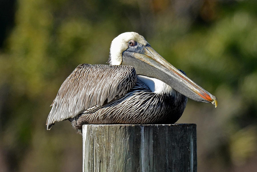 Pelican Photograph - A Pleased Pelican by Carla Parris