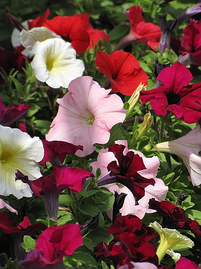A Plethora of Petunias Photograph by Cheryl Charette