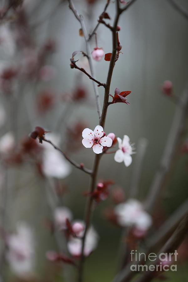 A Plum Blossom Photograph by Lara Morrison