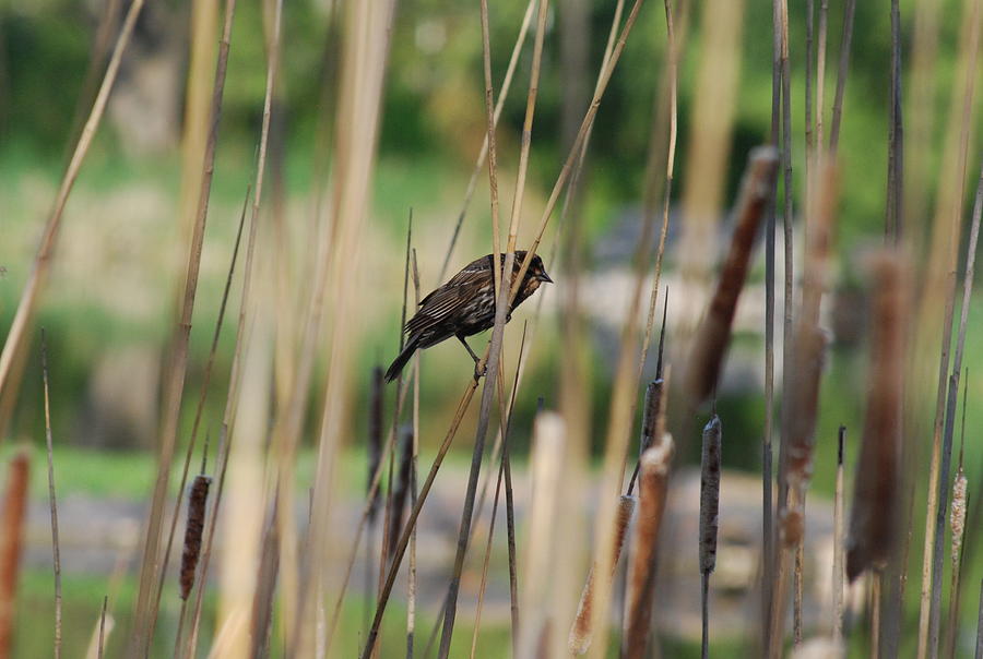 Bird Photograph - A Plumage Sparrow by Ee Photography