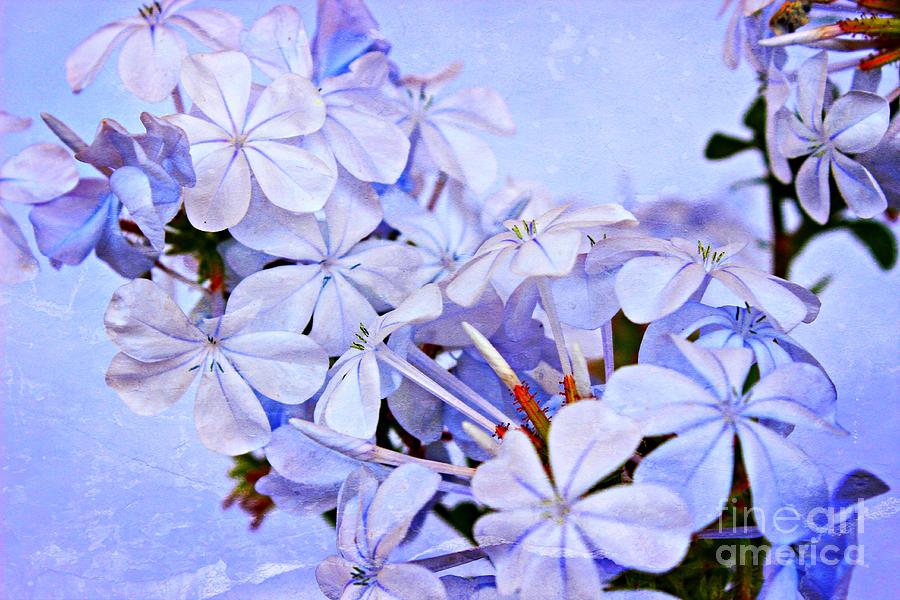 Flower Photograph - A Plumbago Summer 2 by Clare Bevan