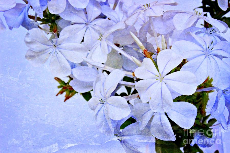 Flower Photograph - A Plumbago Summer by Clare Bevan