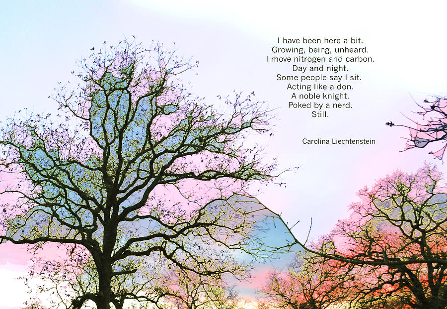 Poetry Photograph - A Poem and a Tree I by Carolina Liechtenstein