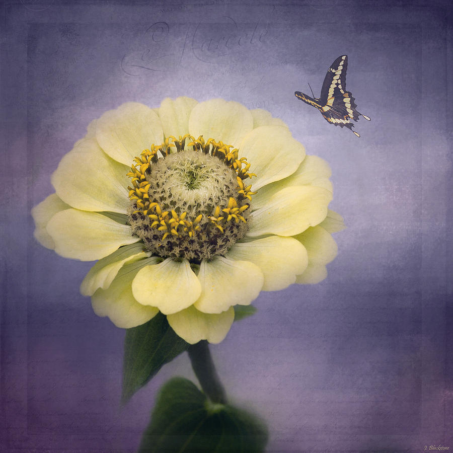 A Poem Begins - Flower Art Photograph by Jordan Blackstone
