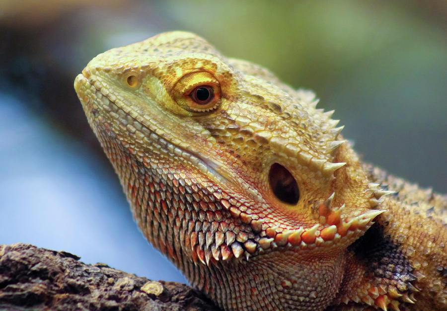 A Pogona, Commonly Known As The Bearded Dragon Photograph