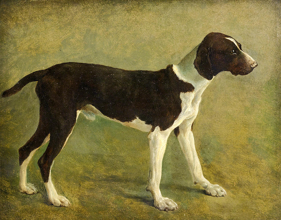 A Pointer Painting by JacquesLaurent Agasse Fine Art America