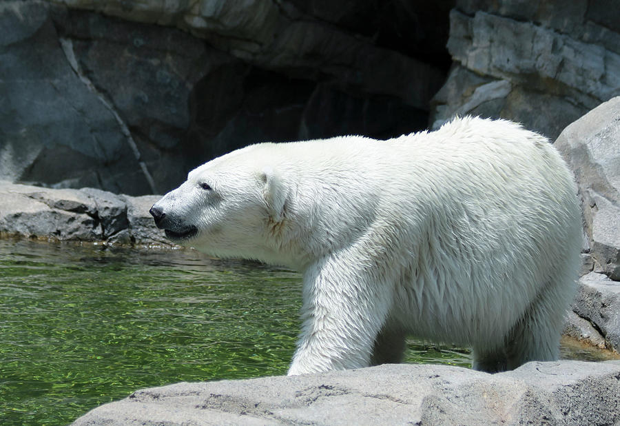 Animal Photograph - A Polar Bear Stands on a Rocky River Bank by Derrick Neill