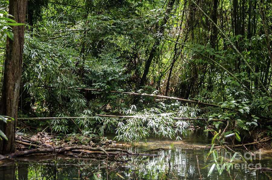 A Pond In The Jungle Photograph by Michelle Meenawong