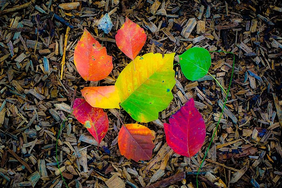 A Pop of Fall Photograph by Desmond Raymond