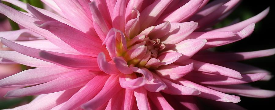 Nature Photograph - A Pop of Pink by Bruce Bley