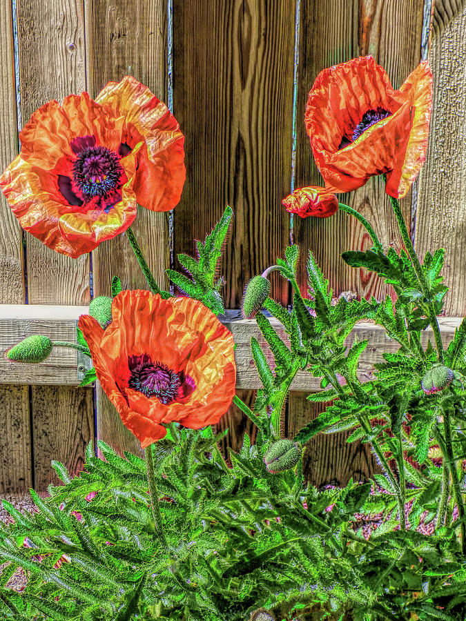 A Pop Of Poppies Photograph by Leslie Montgomery