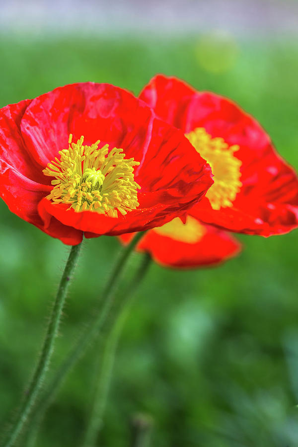 A Poppy A Day Photograph by Caren Harris - Fine Art America