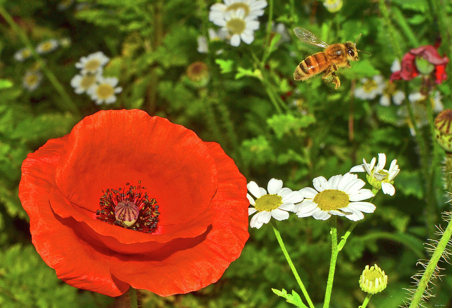 A Poppy And Daisies And Bee 004 Photograph by George Bostian