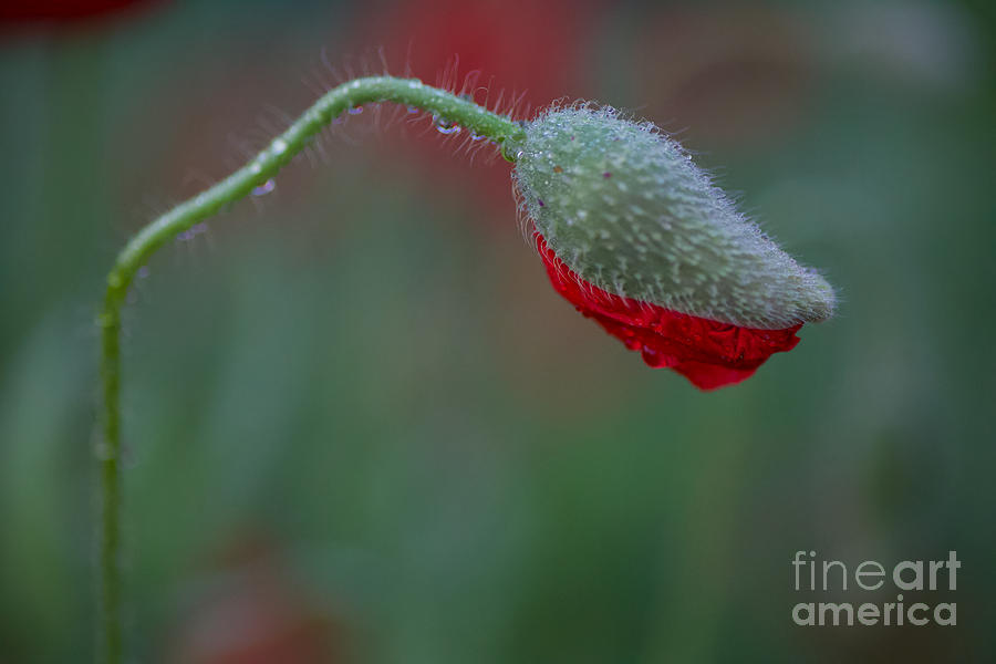 A Poppy Bud Photograph by Rachel Morrison