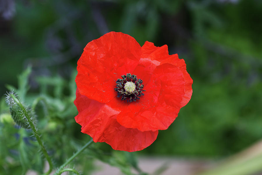 A Poppy Photograph