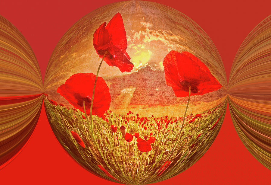 A Poppy Kind of Morning Circles Photograph by Debra and Dave Vanderlaan