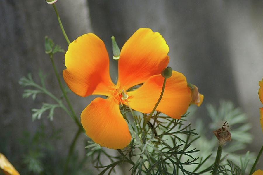 Flower Photograph - A Poppy Unfurled  by Jeff Swan
