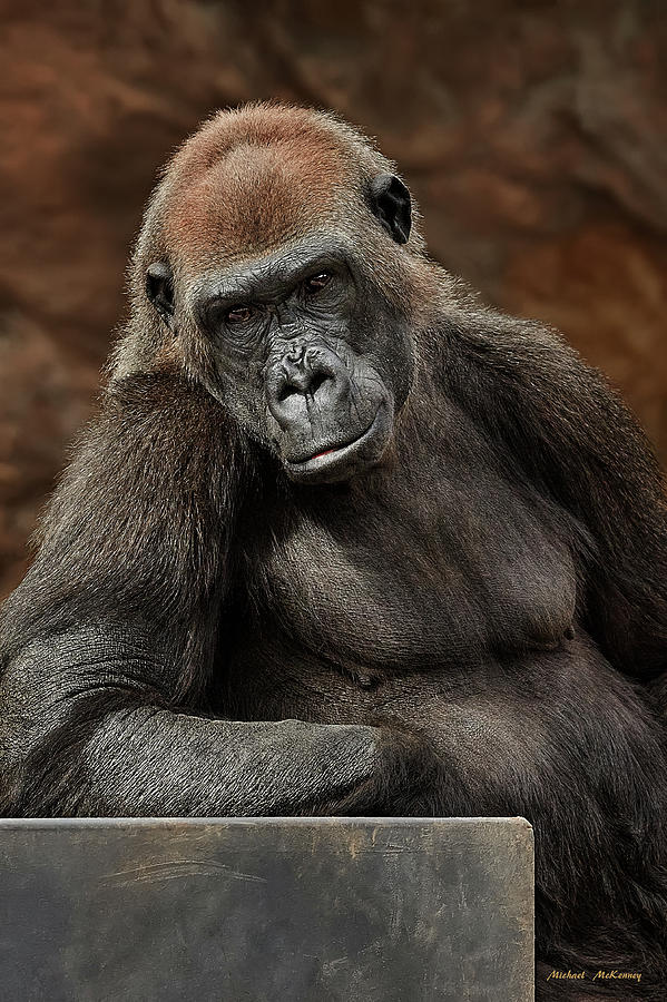 A Portrait at the Zoo Photograph by Michael McKenney