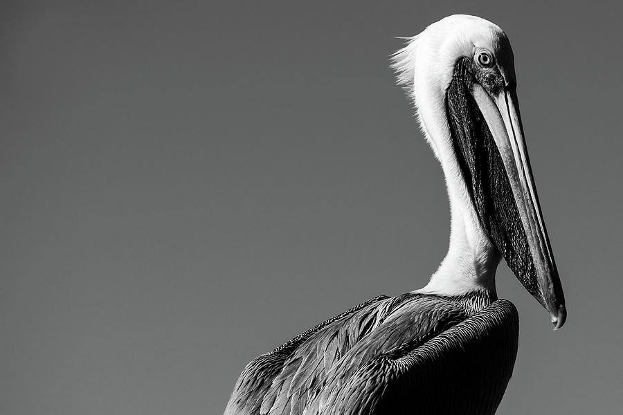 A Portrait of a Brown Pelican in Black and White  - Texas Photograph by Ellie Teramoto