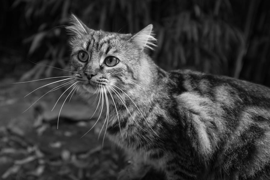 A Portrait Of A Cat Photograph by Catherine Lau