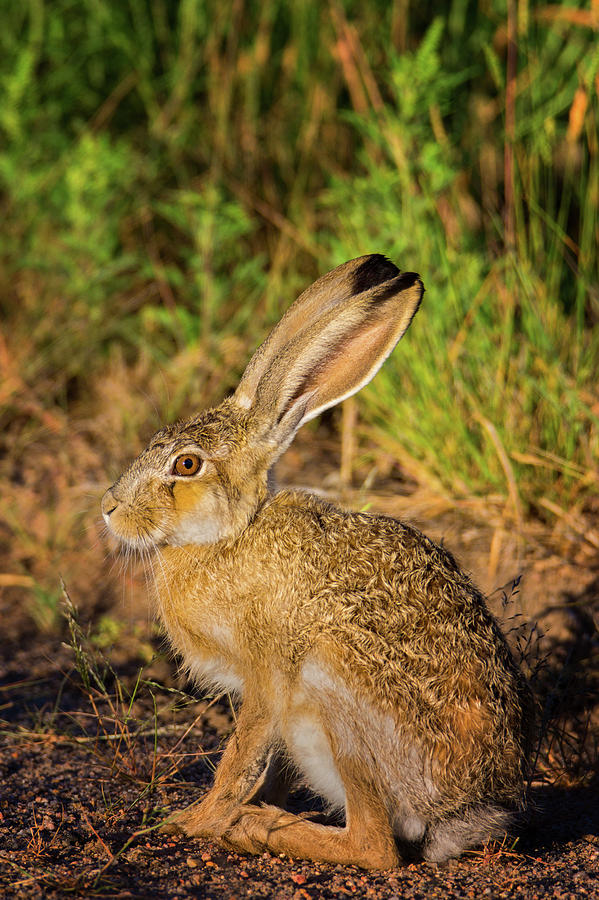 A Portrait Of A Hare Photograph by John De Bord