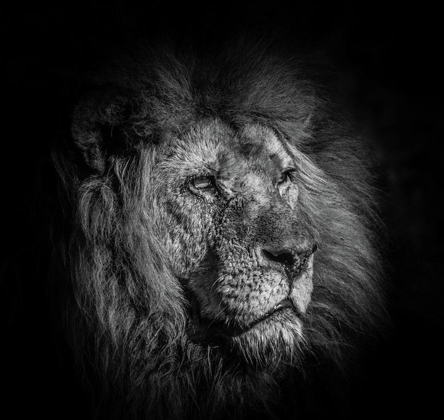 Portrait Photograph - A Portrait Of a Lion Gazing Into The Distance by Andrew George Photography