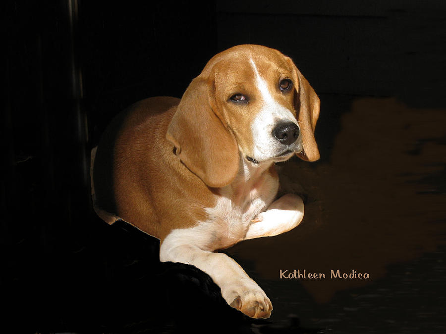 Beagle Images Photograph - A Portrait of Jerry by Kathleen Modica