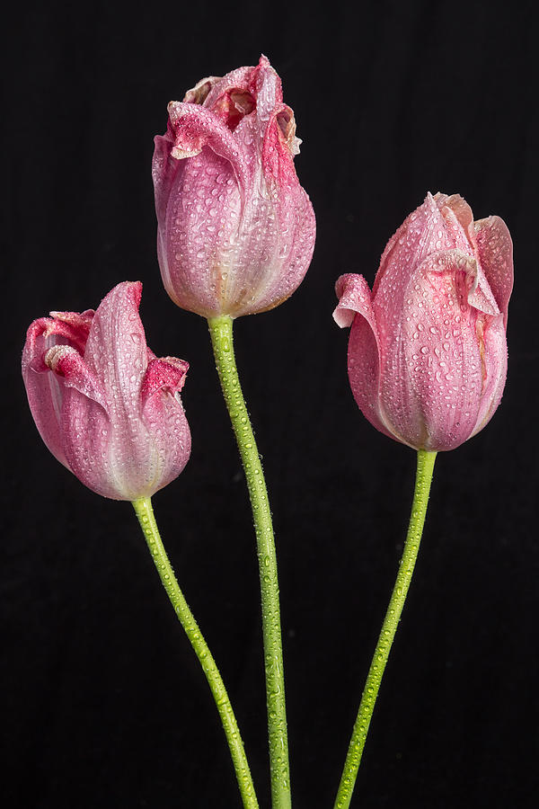 A Portrait Of Three Pink Tulips Photograph
