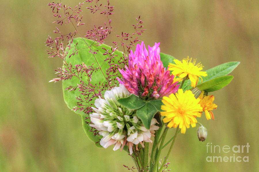 A Posy from the Meadows Photograph by Heiko Koehrer-Wagner