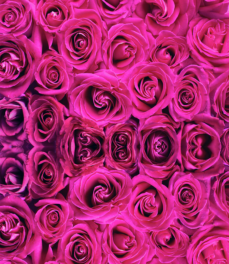 Pink Photograph - A Posy of Pink by Suzanne Carter