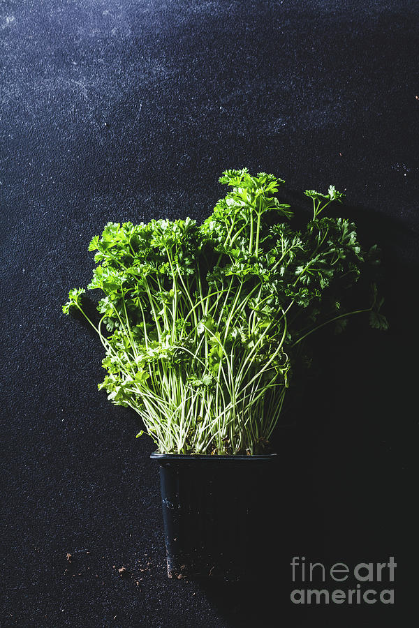 A pot of parsley on a black kitchen counter. Photograph by Michal Bednarek