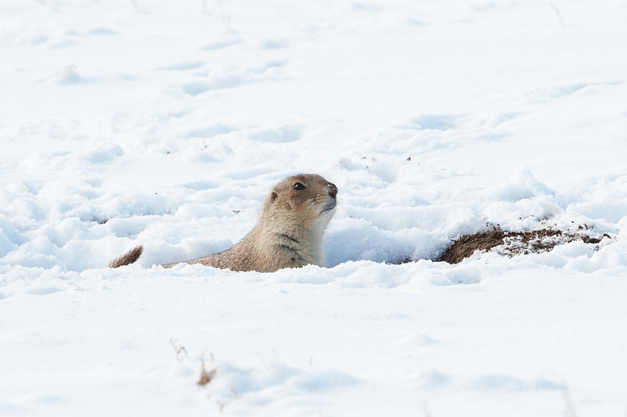 A Prairie dog In Snow Photograph by Catherine Lau