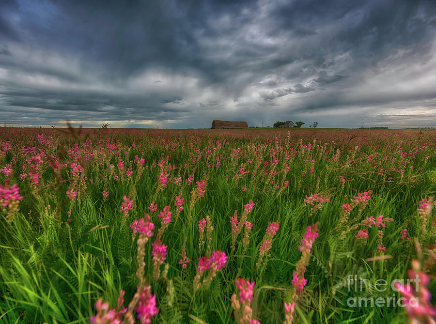 A Prairie View Photograph by Ian McGregor