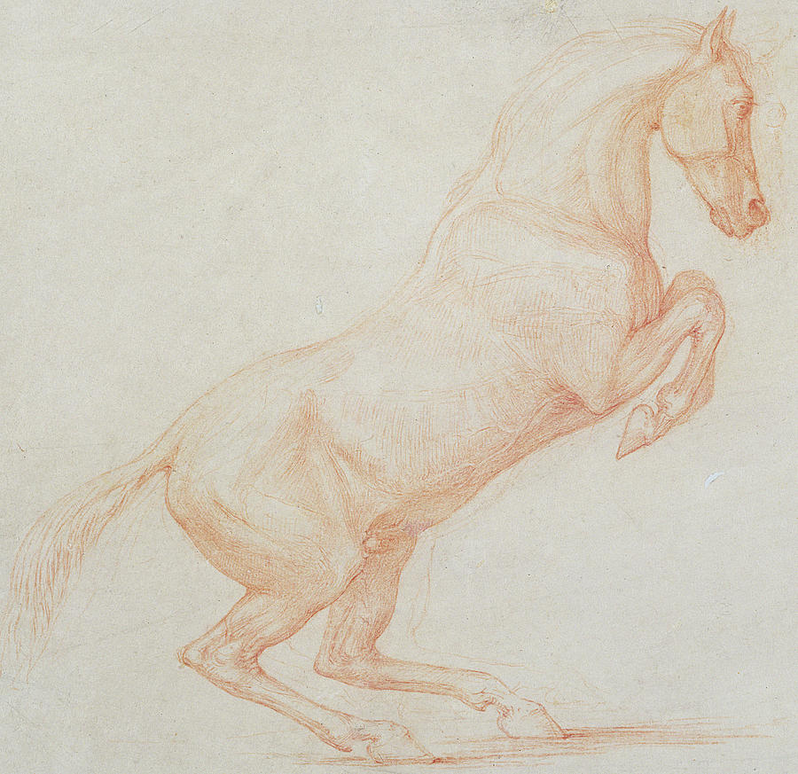 Horse Drawing - A Prancing Horse by George Stubbs
